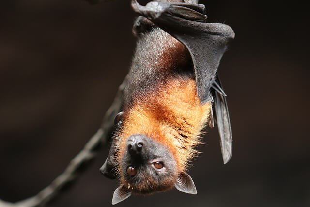 mammal bat wings