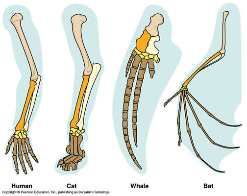 human wings anatomy