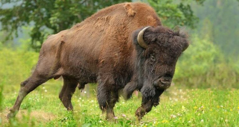 Fun Bison Facts For Kids - Funny Facts & Information About Bison