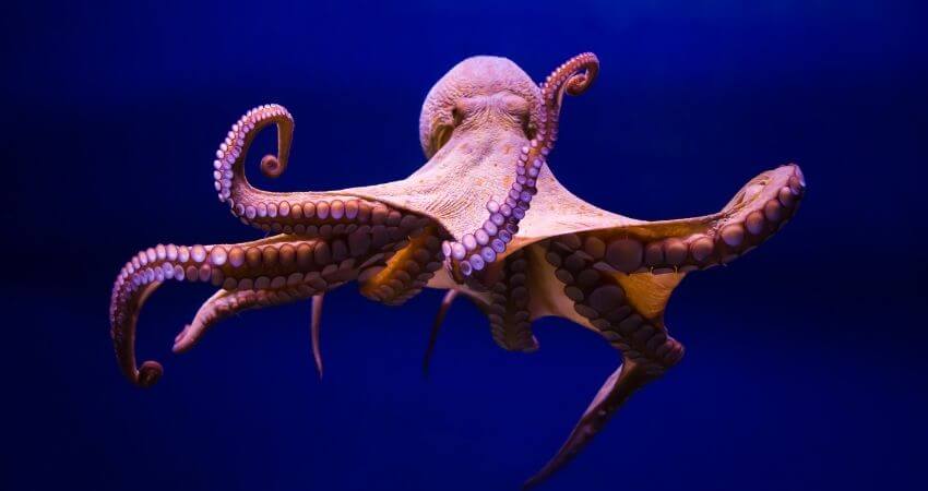 Facts About Octopus For Kids