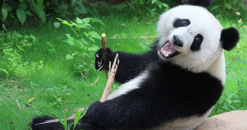 Top 11 Giant Panda Facts For Kids - Funny Facts About Panda