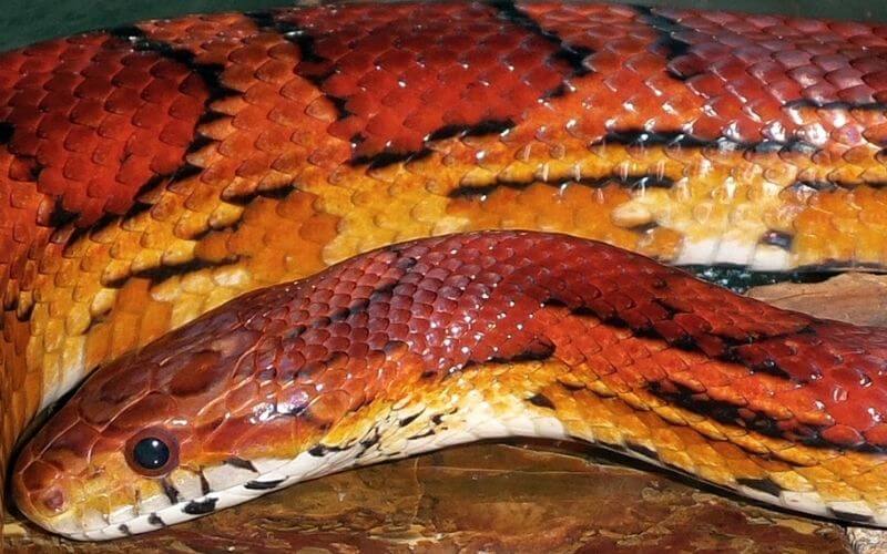 fluorescent orange corn snake