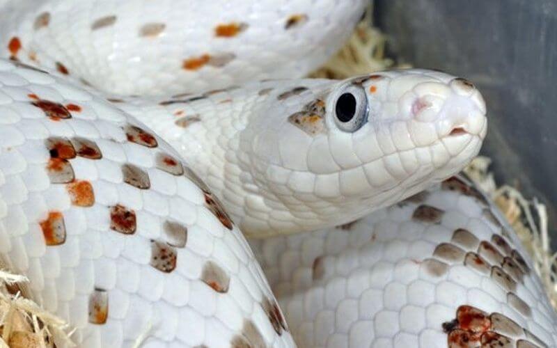 corn_snake