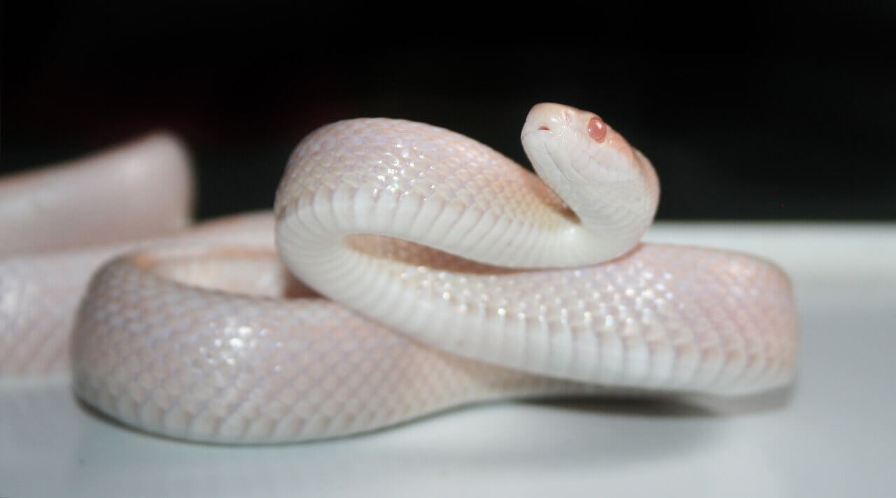 11 Amazing Corn Snake Morphs Facts [With Picture]