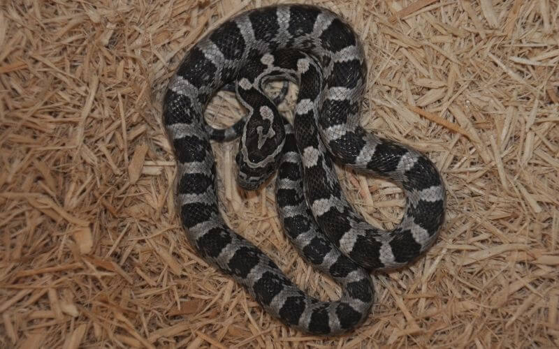 amber corn snake