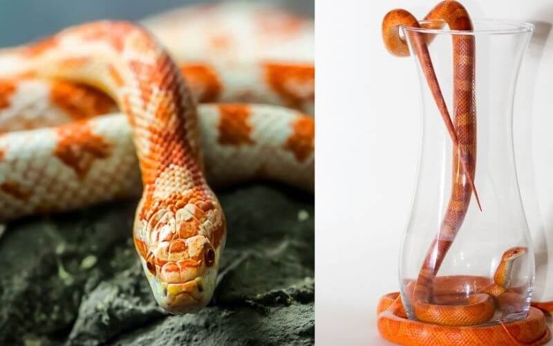 corn snake morphs guide