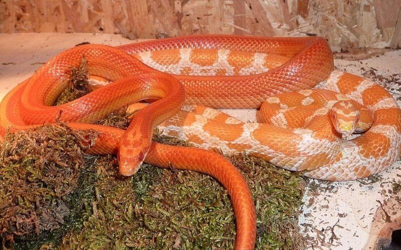 red albino corn snake