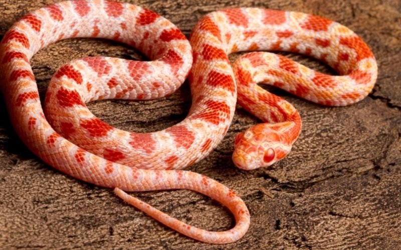 corn snake teeth size