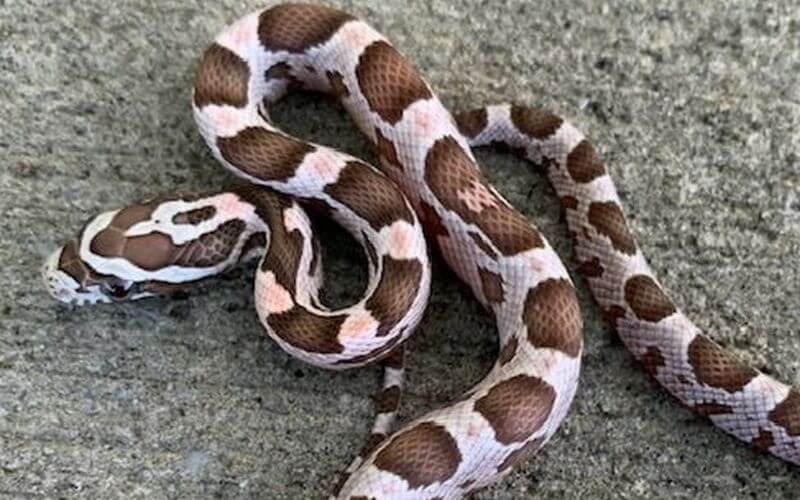 corn snake morphs guide