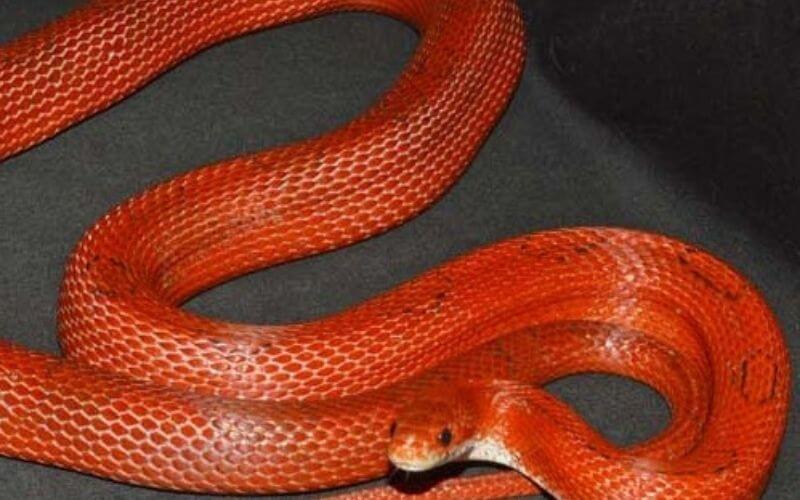 red_corn_snake