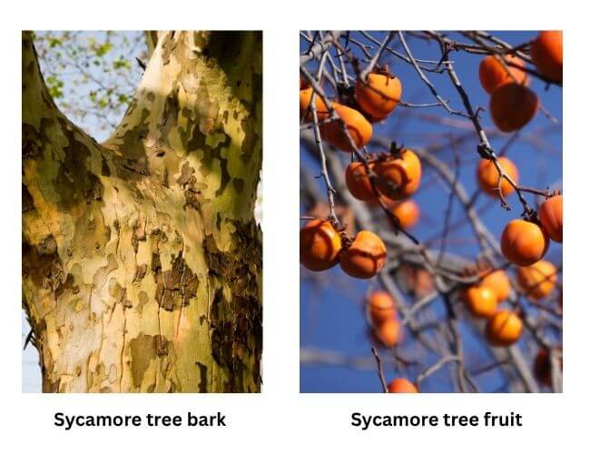 Sycamore tree fruits and bark
