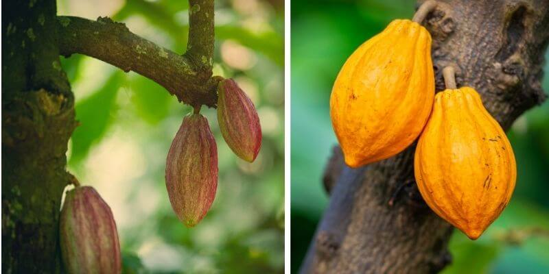 5 Brilliant Ways To Use cocoa beans