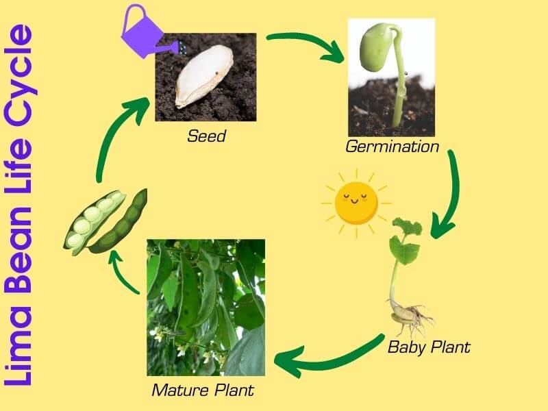 germination of a bean seed timeline