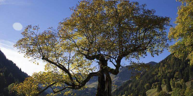 Sycamore Tree Root System