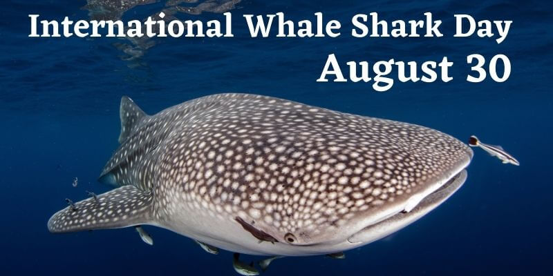 Facts about Whale Sharks