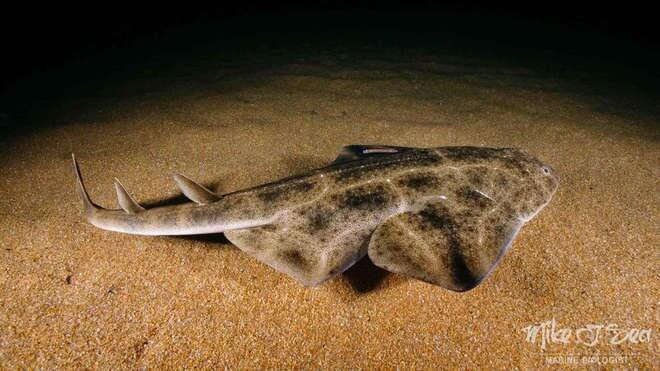 smoothback angelshark