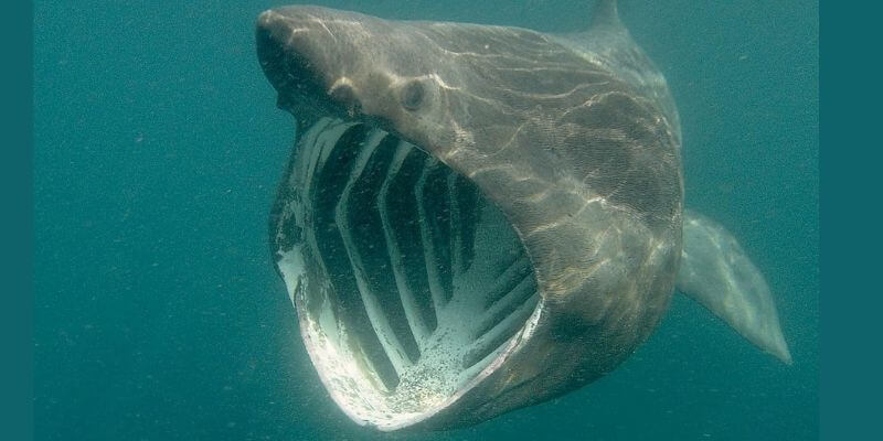 Basking shark