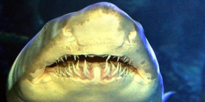 14 Amazing Tiger Shark Facts, Types of Sharks