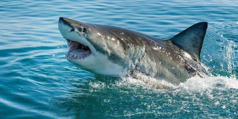 Eight Surprising Shark Facts