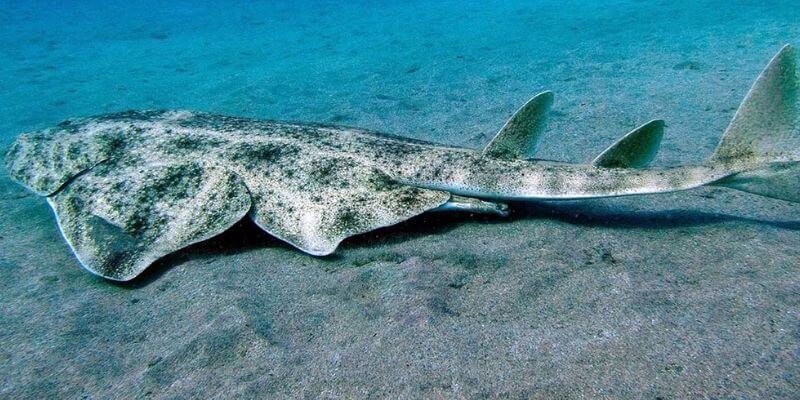 smoothback angelshark