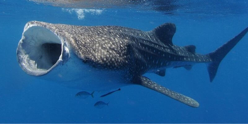 Whale Shark Fact Sheet, Blog, Nature