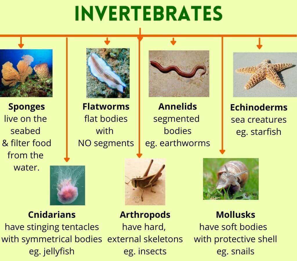 examples of bacteria kingdom