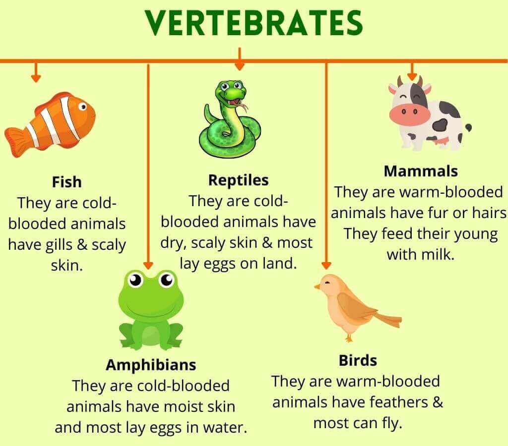 a-simple-explanation-of-the-6-kingdoms-of-life