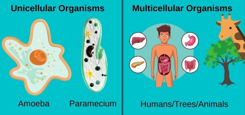 A Simple Explanation of the 6 Kingdoms of Life