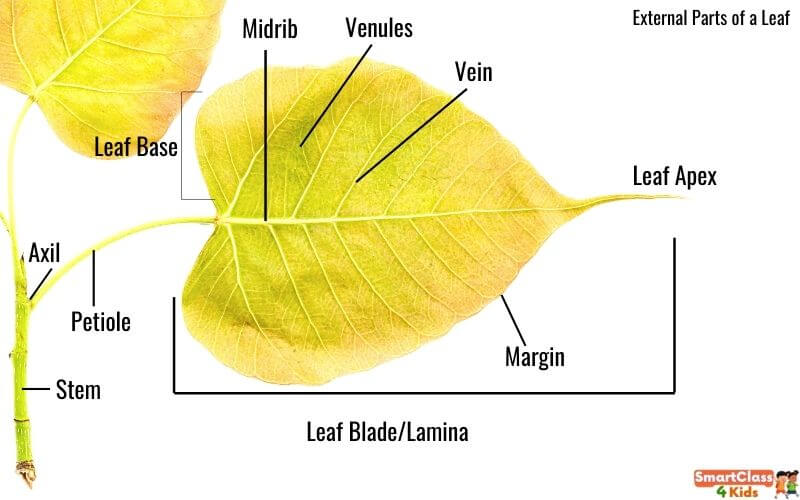 Explained! Parts of a Leaf, Types of Leaves, Functions of Leaves, Leaf ...