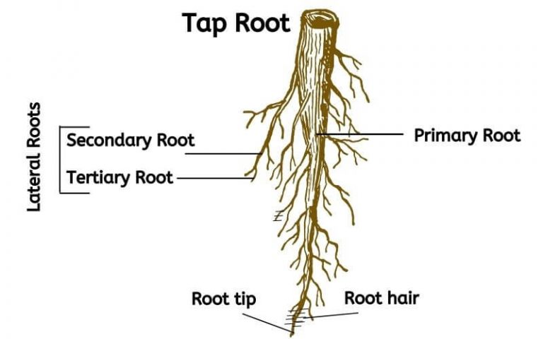 Lateral Root Examples