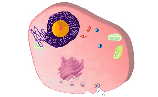 Complete Guide! Animal Cell Diagram, Parts of an Animal, Plant Cell Vs Animal  Cell