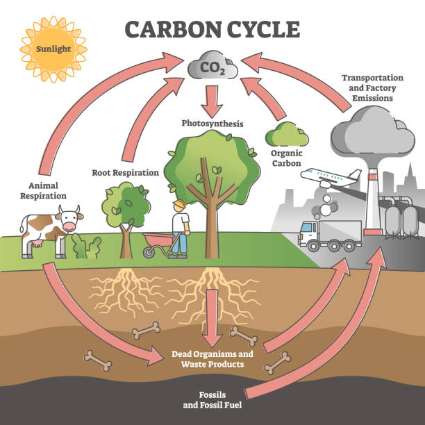 fossil fuel diagram for kids