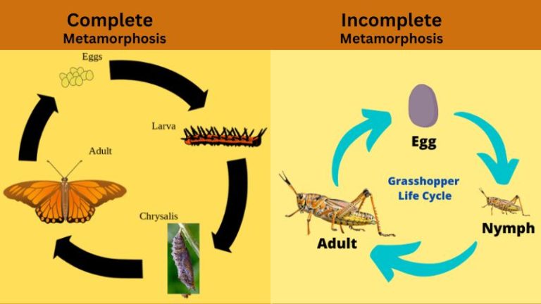 Explained! Types of Metamorphosis, Stages and Examples