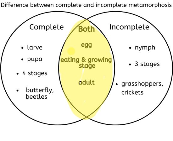 explained-types-of-metamorphosis-stages-and-examples