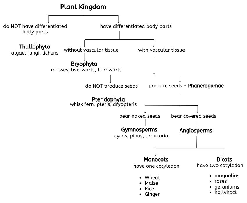 plant kingdom classification