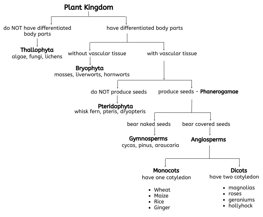 plant classification chart