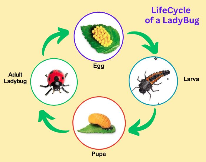 The 4 Stages of the Ladybug Life Cycle