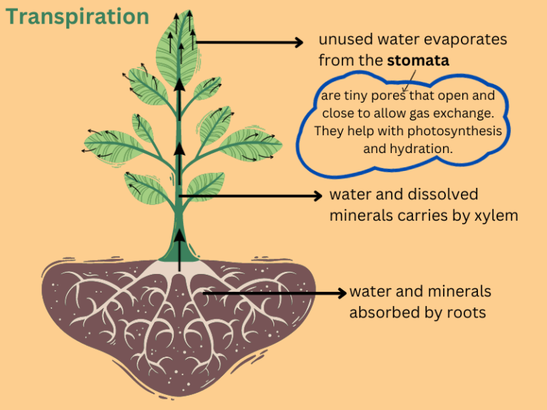 Explained Transportation in Plant, Xylem and Phloem, Transpiration