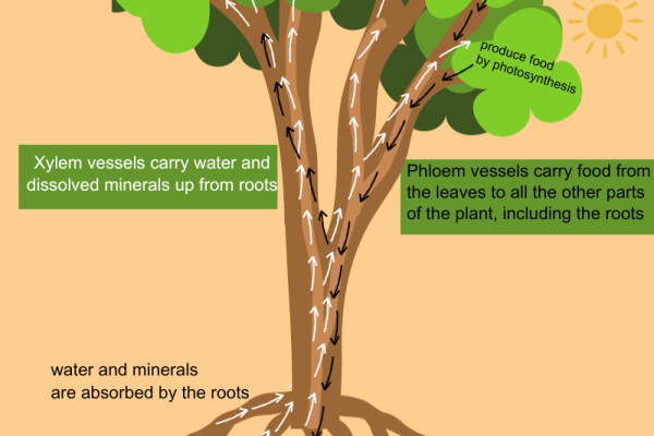 transportation in plant