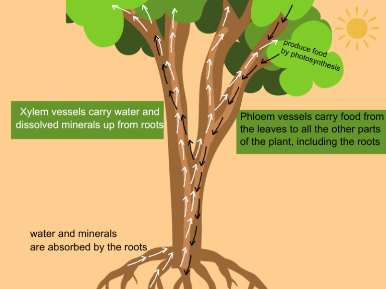 Explained Transportation in Plant, Xylem and Phloem, Transpiration