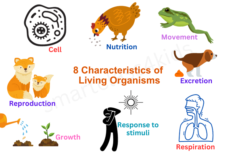characteristics of living organisms