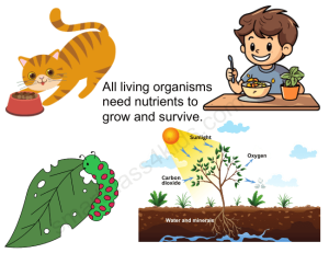 Explained What are the 8 Characteristics of Living Organisms