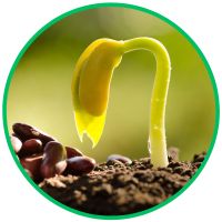 seed_germination