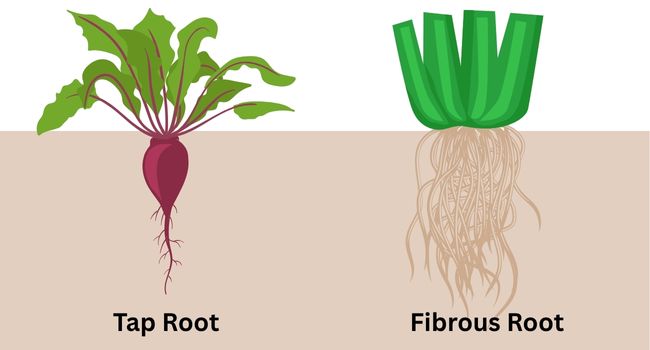 Taproot and fibrous root example