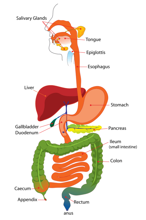 digestive system for kids