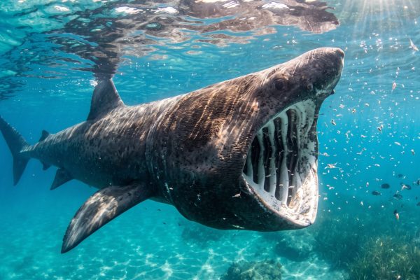 A massive basking shark swimming with its mouth wide open near the water surface